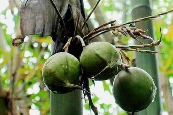 Trước cổng có 5 loại hoa này vừa đẹp vừa gọi lộc, nhà nào trồng không giàu sang cũng hạnh phúc viên mãn-6