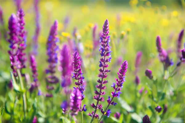 Tử vi ngày 10/5/2023: Tuổi Ngọ tin vui đang đến, tuổi Hợi may mắn bất ngờ-1