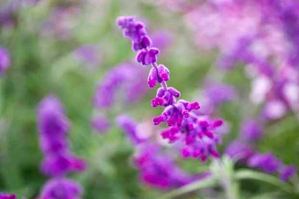 Tử vi ngày 10/5/2023: Tuổi Ngọ tin vui đang đến, tuổi Hợi may mắn bất ngờ-2