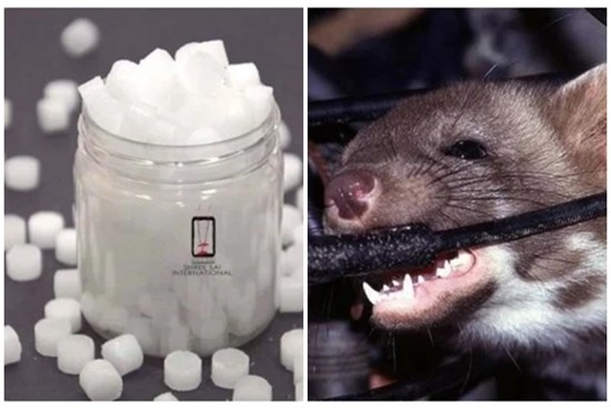 Cách đuổi chuột ra khỏi xe ô tô bằng băng phiến và dầu gió