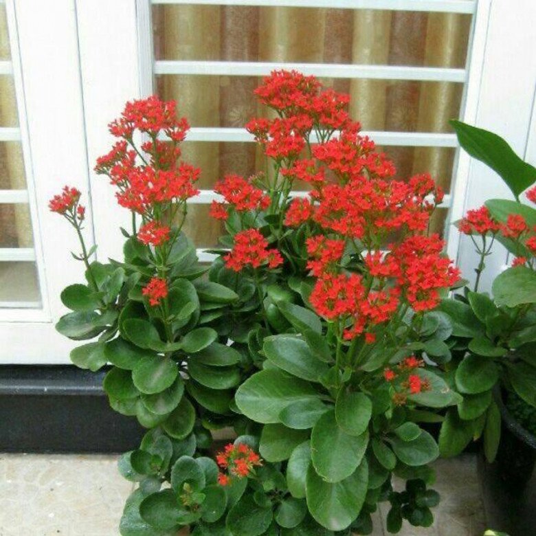 Trước cổng có 5 loại hoa này vừa đẹp vừa gọi lộc, nhà nào trồng không giàu sang cũng hạnh phúc viên mãn-2