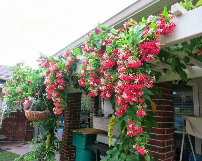 Trước cổng có 5 loại hoa này vừa đẹp vừa gọi lộc, nhà nào trồng không giàu sang cũng hạnh phúc viên mãn-3