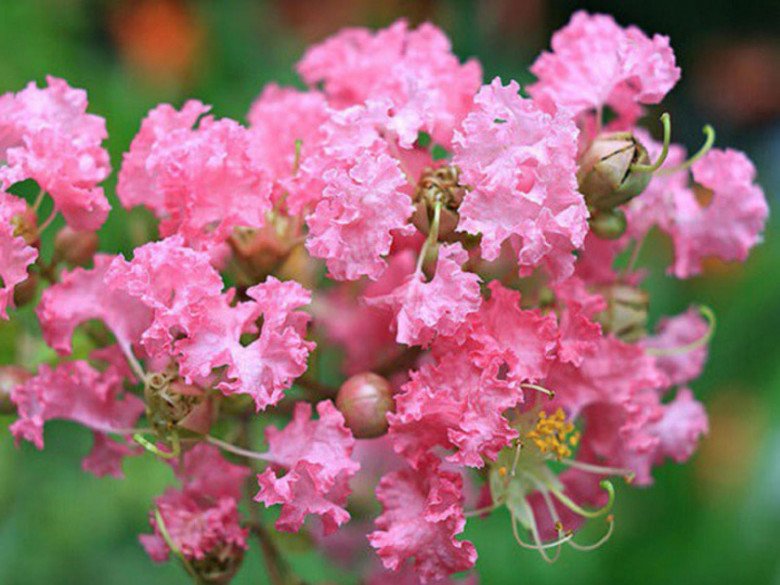 Trước cổng có 5 loại hoa này vừa đẹp vừa gọi lộc, nhà nào trồng không giàu sang cũng hạnh phúc viên mãn-4