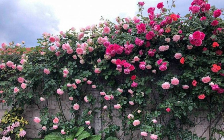 Trước cổng có 5 loại hoa này vừa đẹp vừa gọi lộc, nhà nào trồng không giàu sang cũng hạnh phúc viên mãn-5