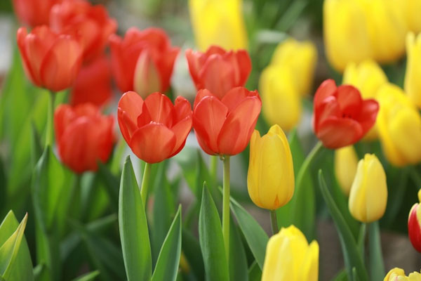 Sinh vào 5 ngày Âm lịch này, có chí làm giàu, kinh doanh phát đạt, về già sung túc-1