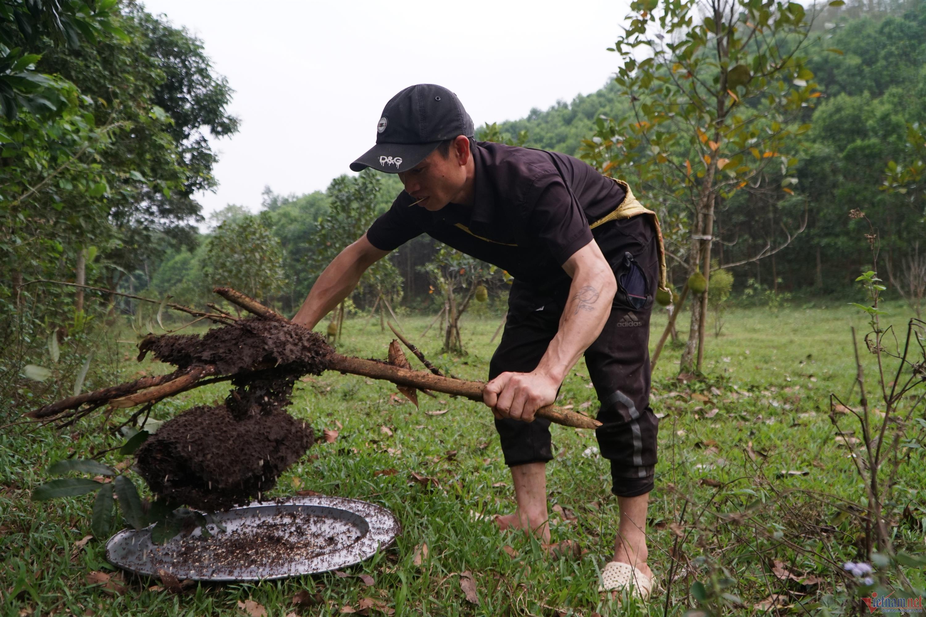 Đi săn trứng kiến, người dân vùng cao Thanh Hóa kiếm tiền triệu mỗi ngày-1