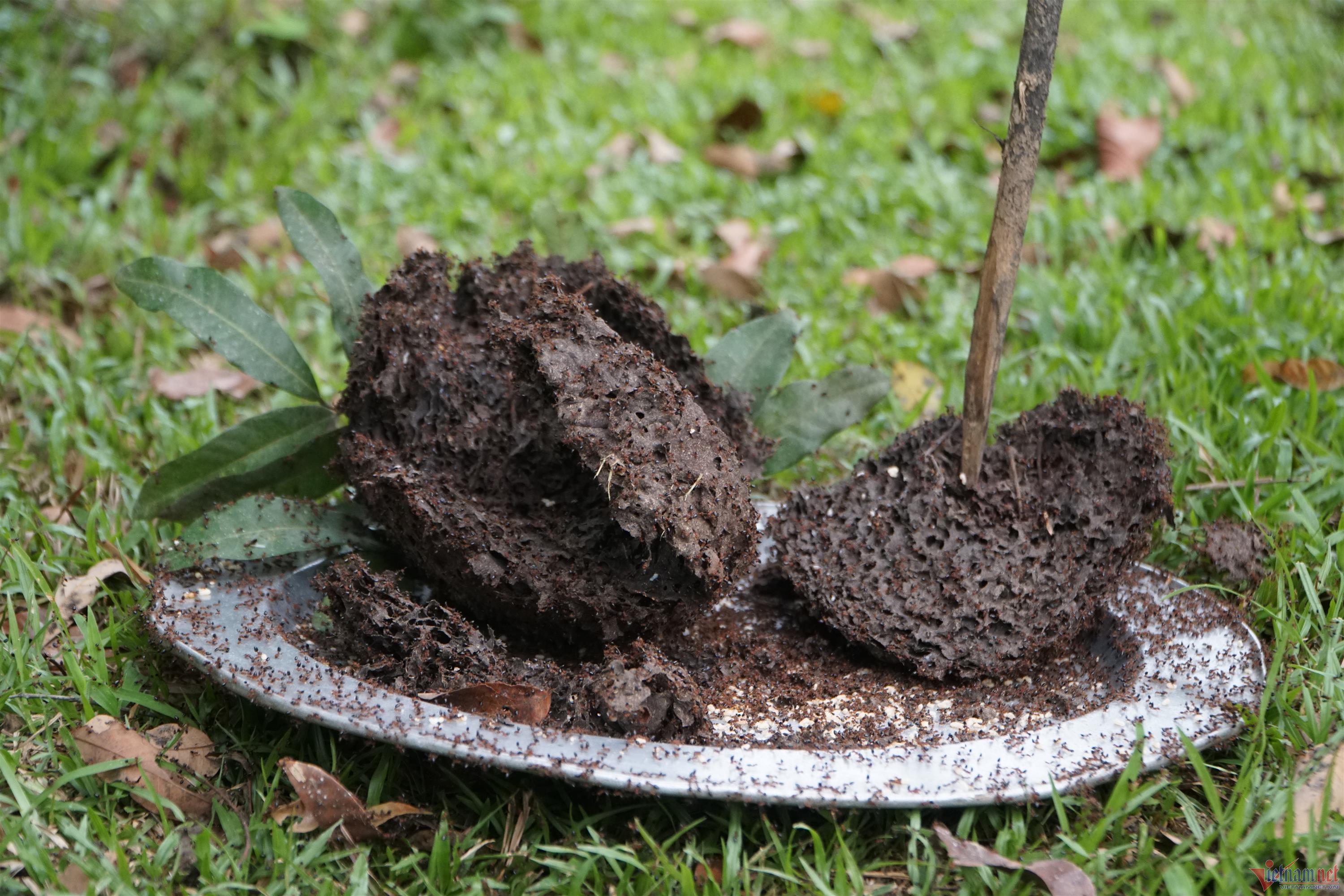 Đi săn trứng kiến, người dân vùng cao Thanh Hóa kiếm tiền triệu mỗi ngày-2