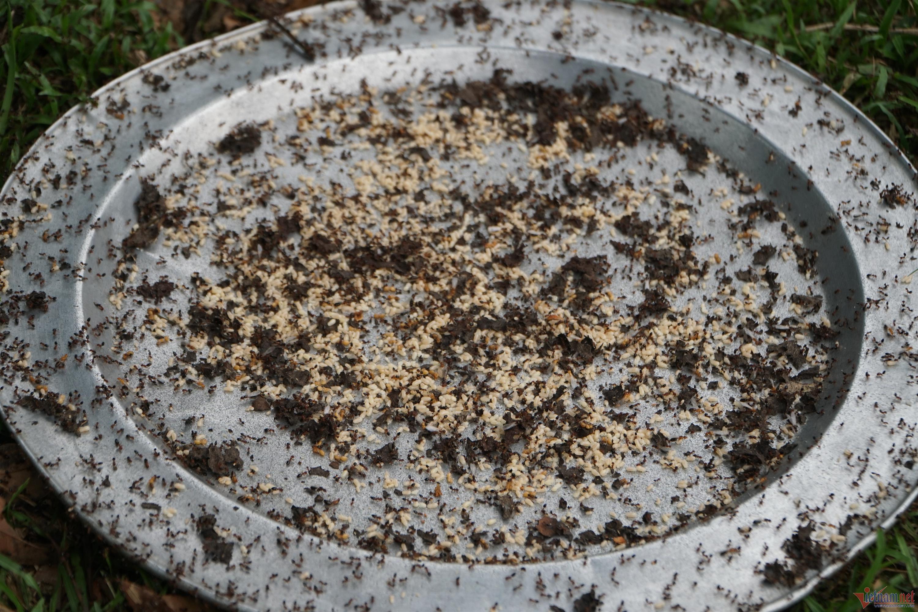 Đi săn trứng kiến, người dân vùng cao Thanh Hóa kiếm tiền triệu mỗi ngày-3