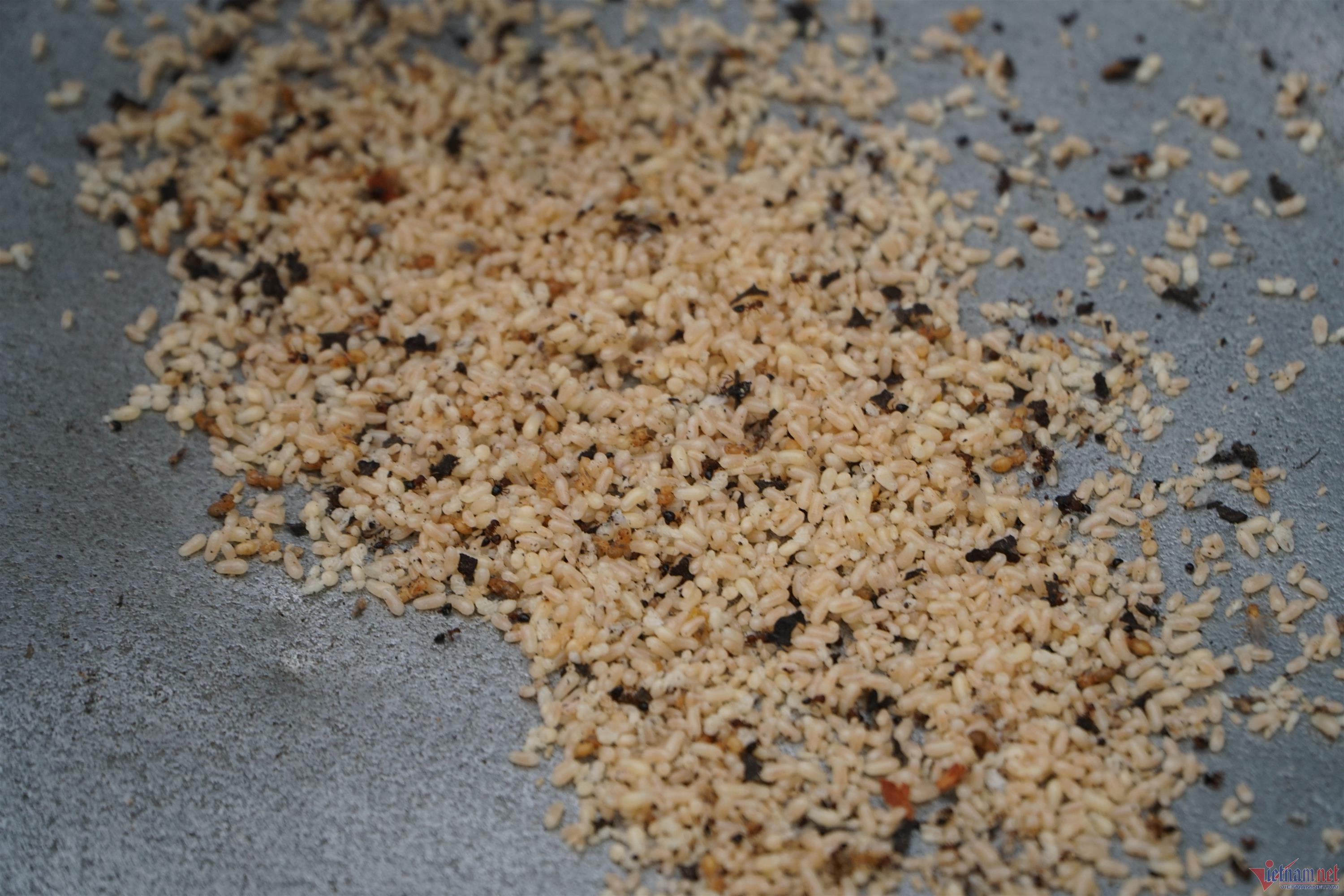 Đi săn trứng kiến, người dân vùng cao Thanh Hóa kiếm tiền triệu mỗi ngày-4