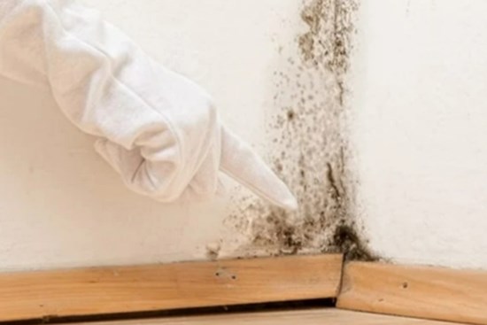 Cách xử lý tường bị nấm mốc đơn giản, ít tốn kém