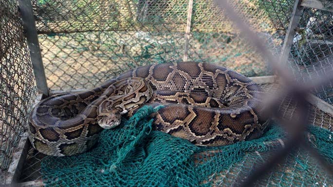 Trăn dài hơn 2m chui vào chuồng nuốt con bê 2 tháng tuổi ở Hà Tĩnh-1