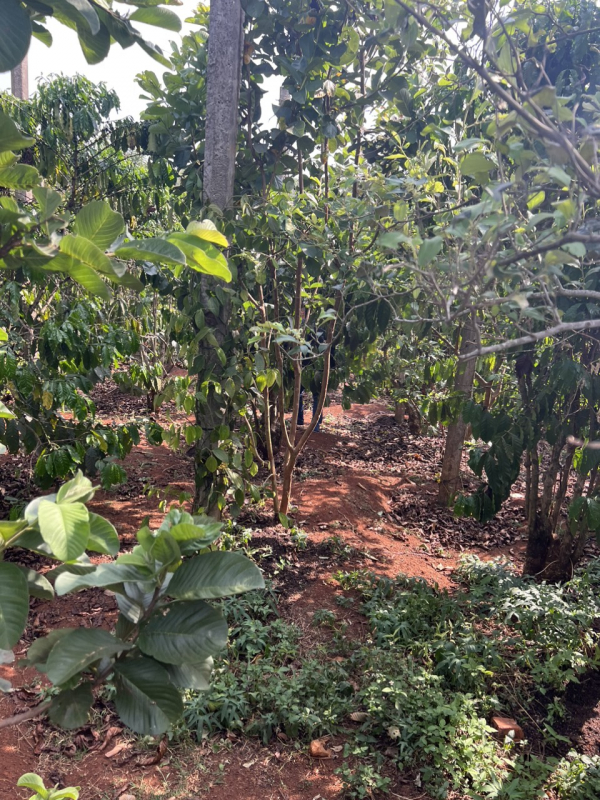 Triệt phá đường dây khép kín quy trình trồng - đóng gói - tiêu thụ cần sa-3