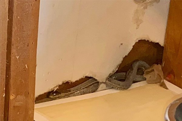 Tượng thần rắn bị rơi, người đàn ông khiếp sợ khi quân đoàn rắn vào hỏi thăm-2