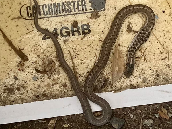 Chuyển tới nhà mới, phát hiện ổ rắn lớn trong tường-2