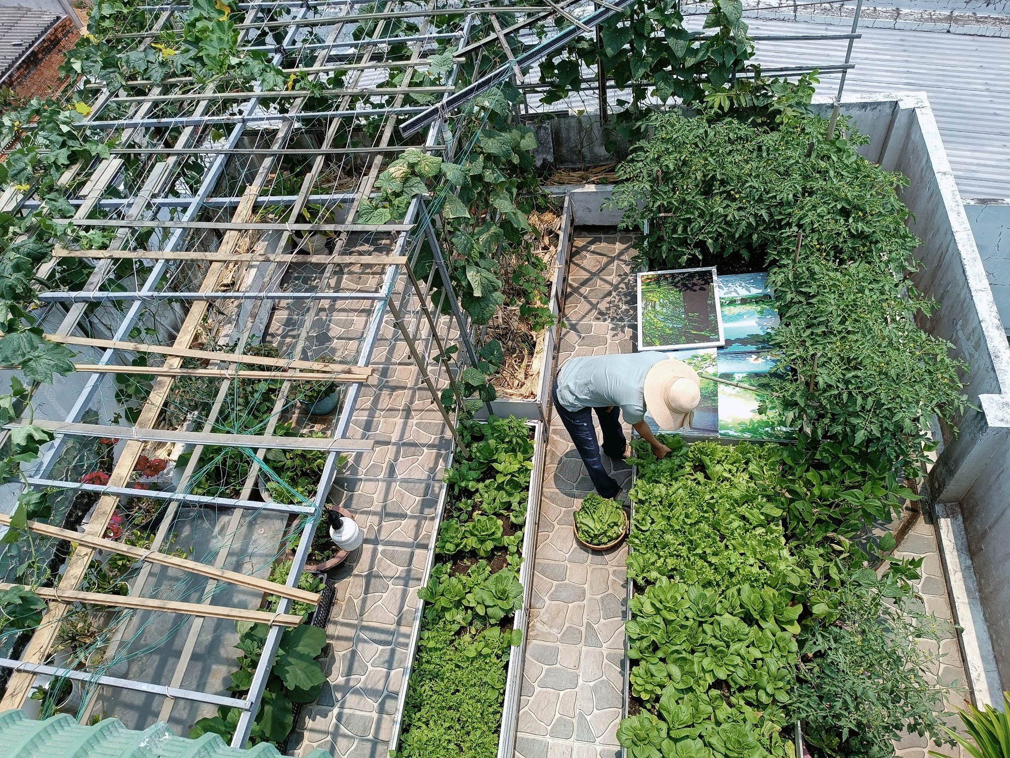 Khu vườn sân thượng 70m2 trĩu nặng rau quả từ căn nhà phố ở Bình Thuận-2