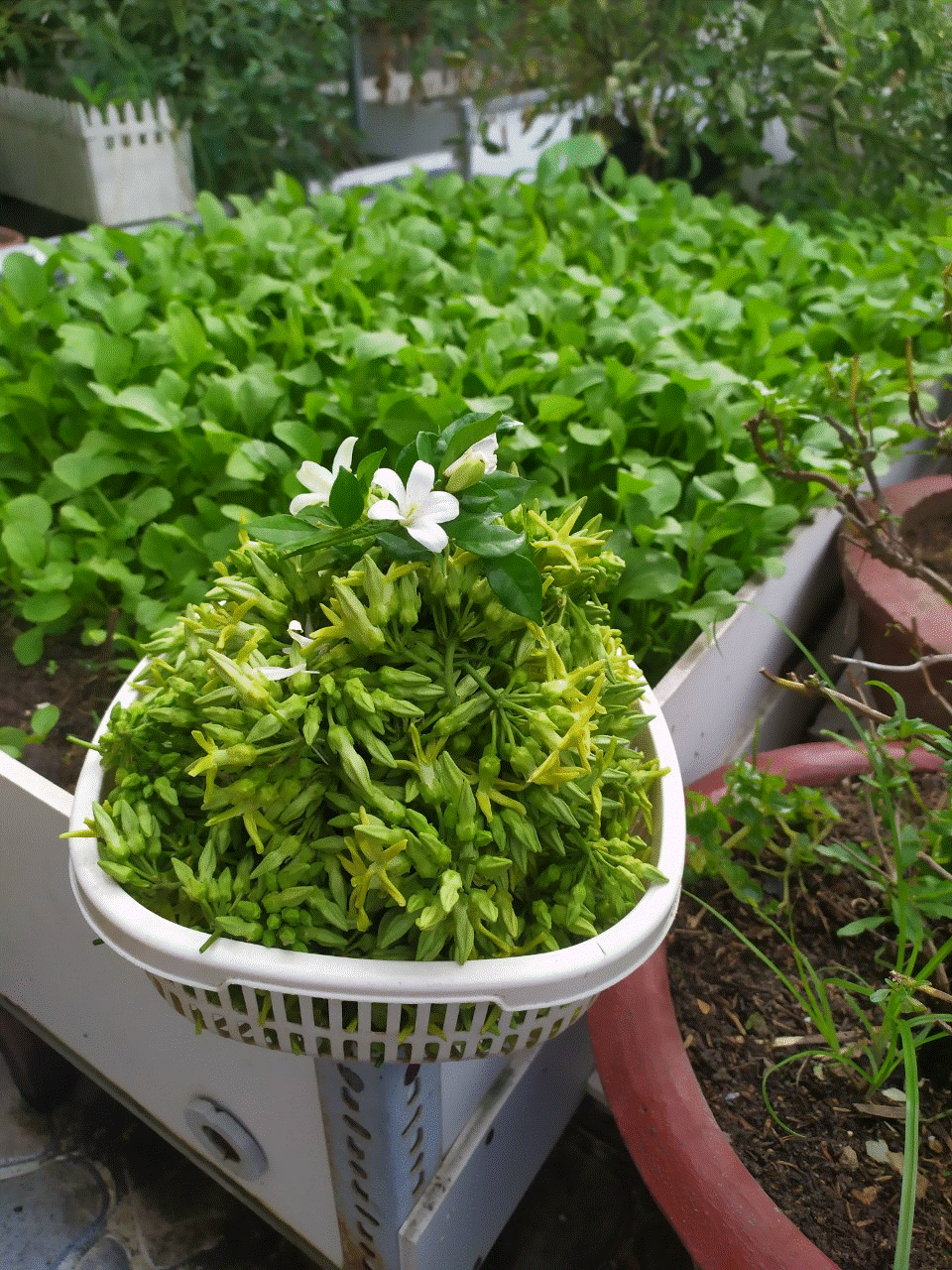 Khu vườn sân thượng 70m2 trĩu nặng rau quả từ căn nhà phố ở Bình Thuận-4