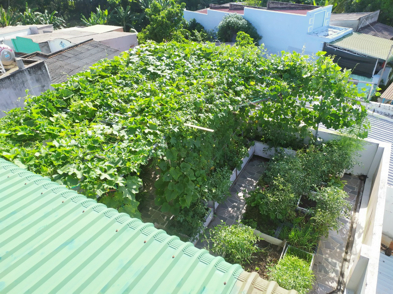 Khu vườn sân thượng 70m2 trĩu nặng rau quả từ căn nhà phố ở Bình Thuận-5