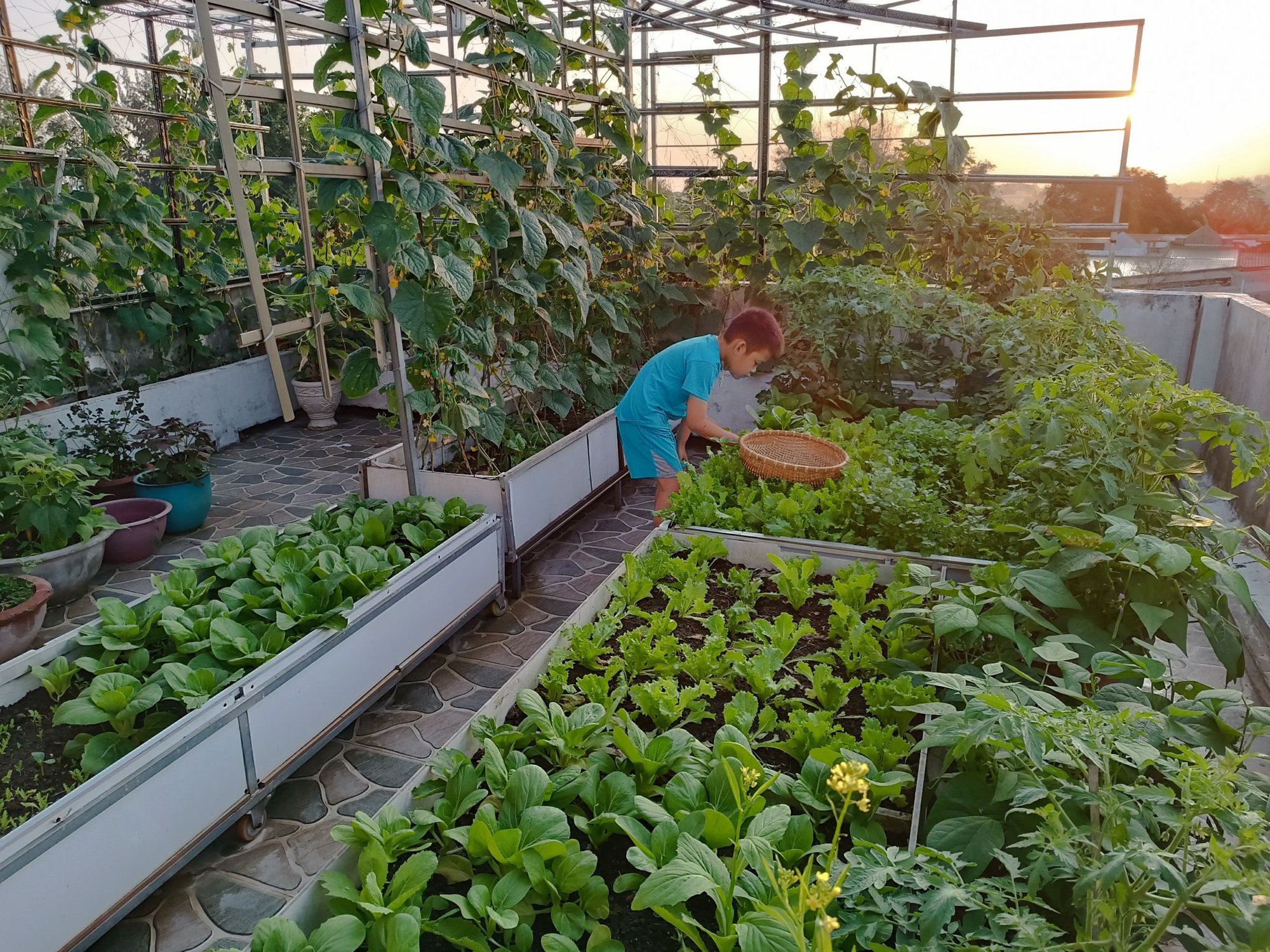 Khu vườn sân thượng 70m2 trĩu nặng rau quả từ căn nhà phố ở Bình Thuận-6