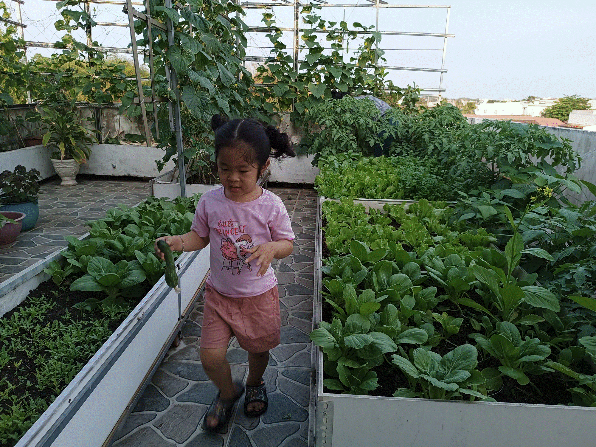 Khu vườn sân thượng 70m2 trĩu nặng rau quả từ căn nhà phố ở Bình Thuận-7