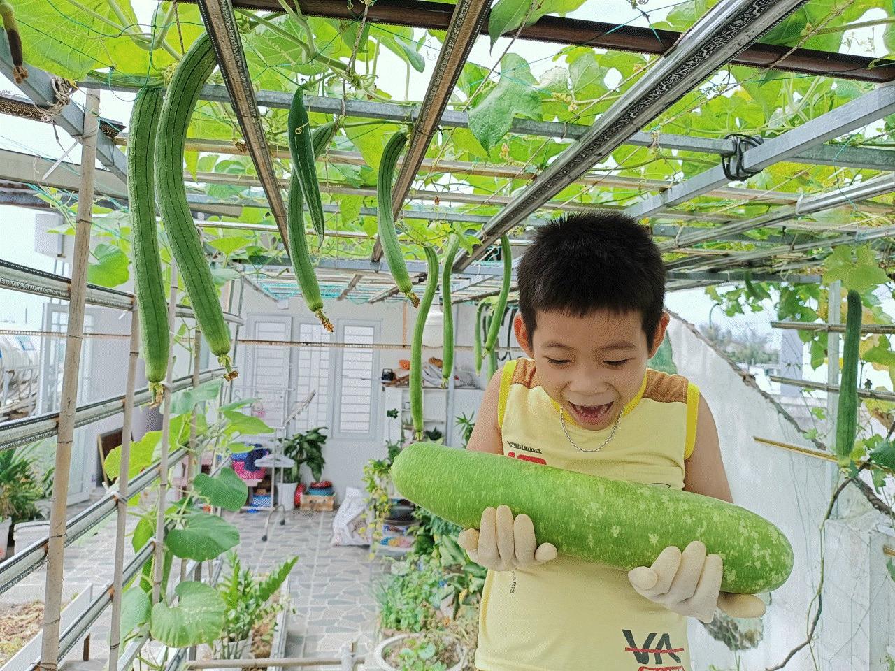 Khu vườn sân thượng 70m2 trĩu nặng rau quả từ căn nhà phố ở Bình Thuận-8