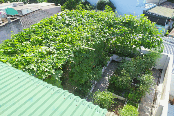 Hoa mắt trước khu vườn ban công rực rỡ sắc màu-10