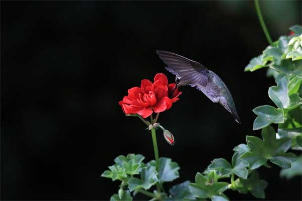 Bất chấp nắng nóng, 4 con giáp đón mùa hè mát rười rượi, quý nhân giúp đỡ, may mắn dạt dào-2