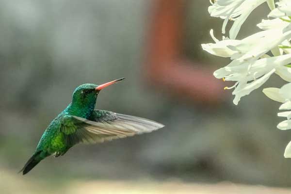 Tử vi ngày 12/5/2023: Tuổi Dần tin vui báo về, tuổi Tuất được lộc trời ban-4