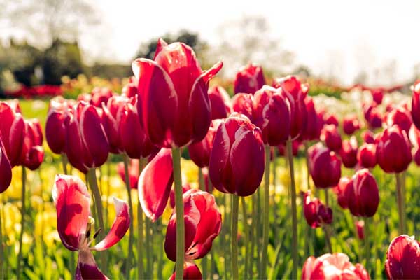 Tử vi ngày 12/5/2023: Tuổi Dần tin vui báo về, tuổi Tuất được lộc trời ban-1