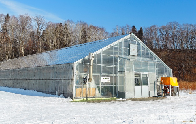 Bí mật về loại xoài đắt nhất thế giới-1