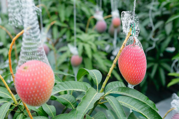 Bưởi Việt Nam vào mùa khan hiếm nhất, có loại đắt gấp đôi-2