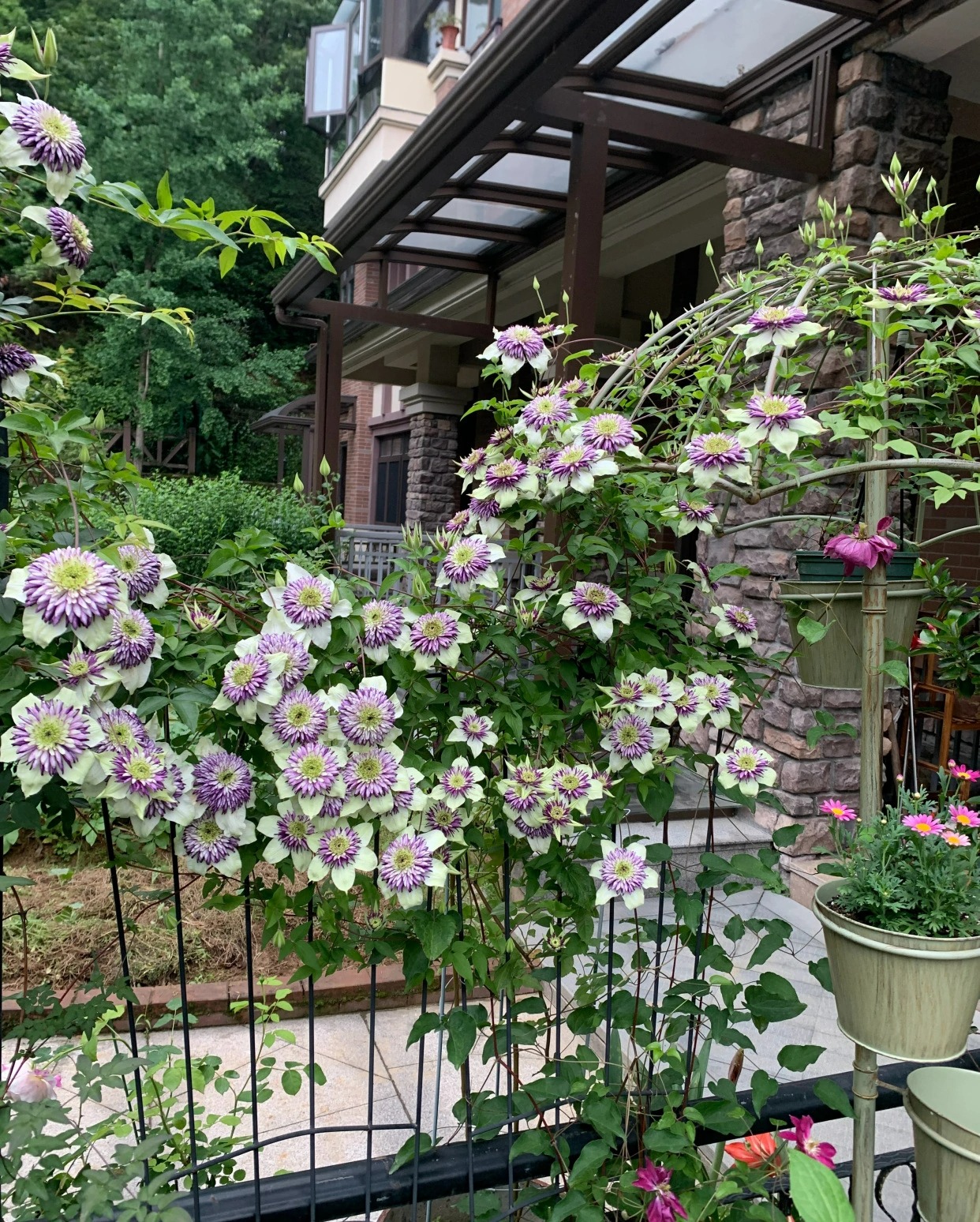 Tên già nua nhưng cây cảnh này có vẻ đẹp tiên nữ, hoa ngàn cánh, tím mộng mơ, làm tường hoa mãn nhãn-8