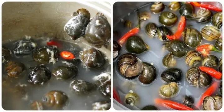 Ngâm ốc với gì cho sạch nhanh?-1