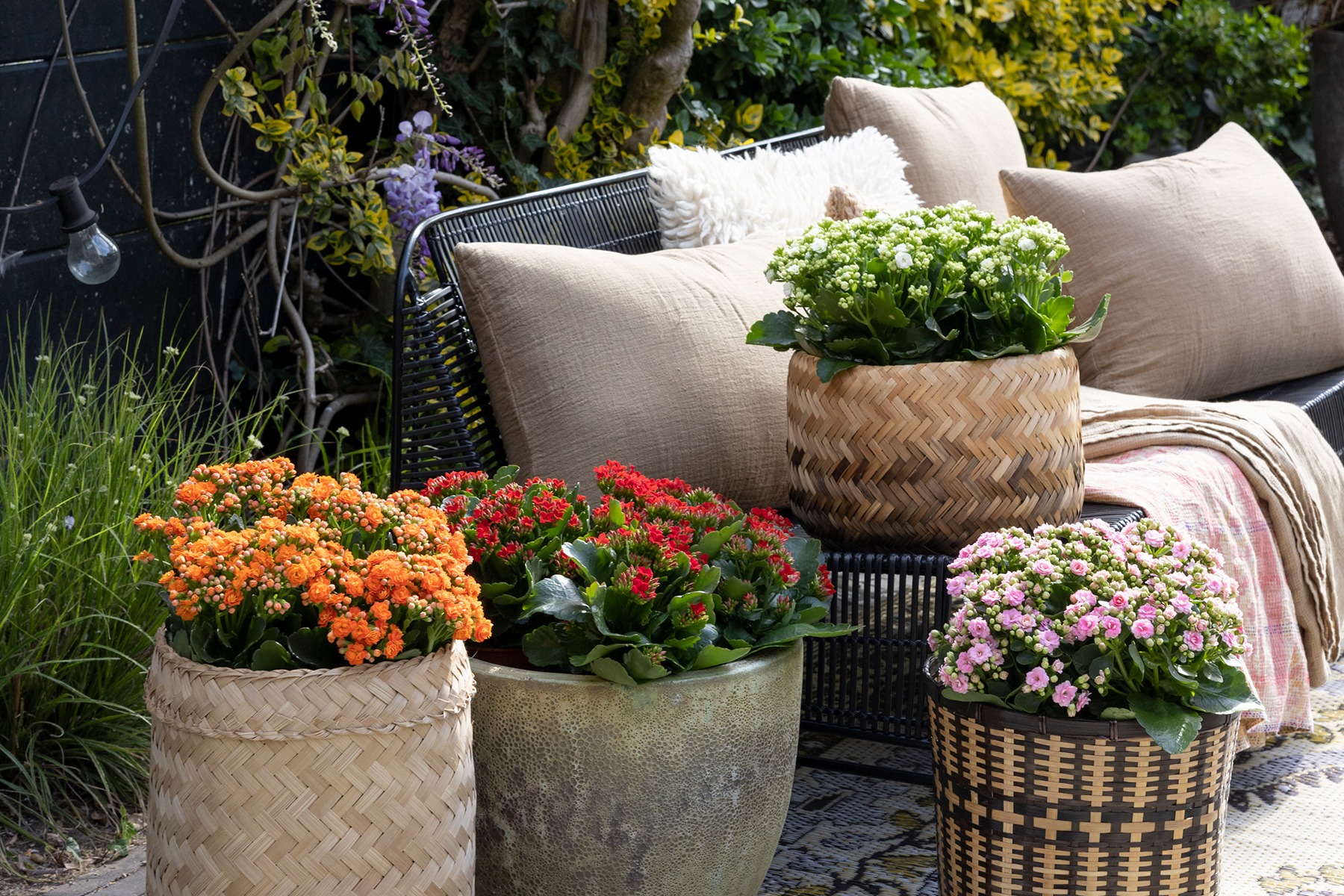 3 cây cảnh vượng tài, muốn phát tài, may mắn nhất định phải trồng một chậu, nhà giàu ai cũng thích-1