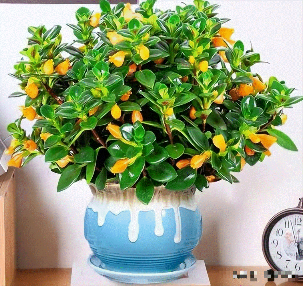 3 cây cảnh vượng tài, muốn phát tài, may mắn nhất định phải trồng một chậu, nhà giàu ai cũng thích-3