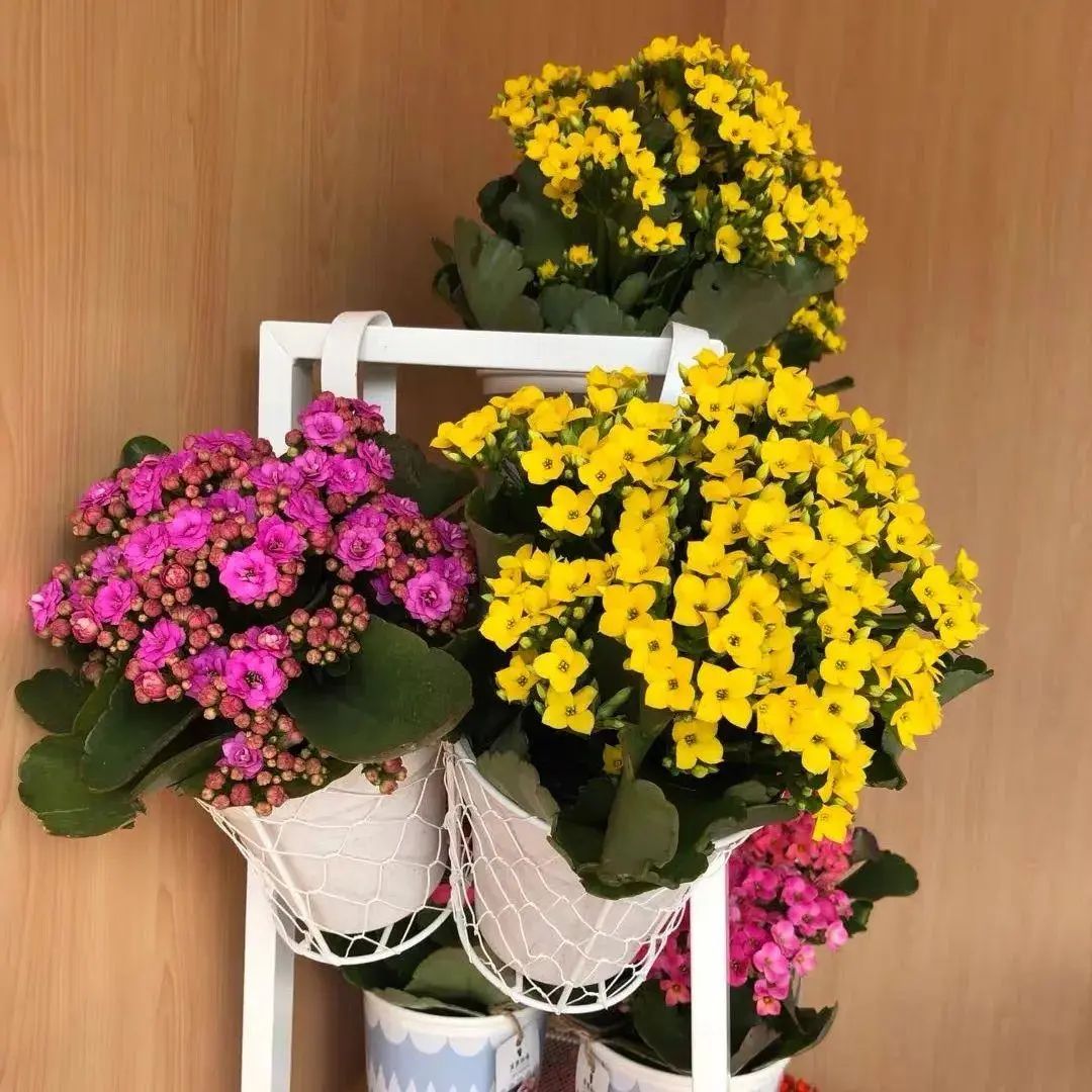 3 cây cảnh vượng tài, muốn phát tài, may mắn nhất định phải trồng một chậu, nhà giàu ai cũng thích-6