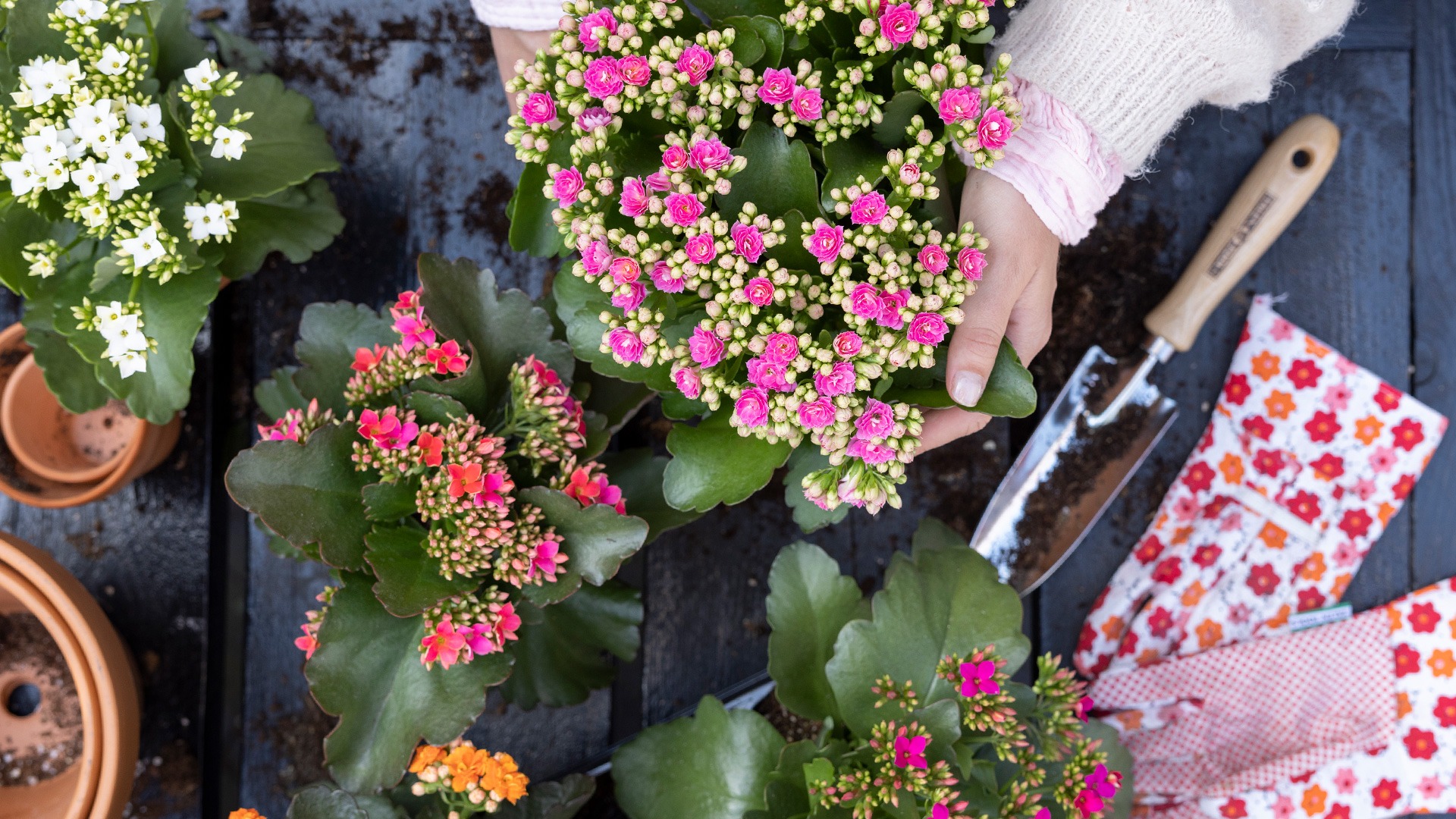 3 cây cảnh vượng tài, muốn phát tài, may mắn nhất định phải trồng một chậu, nhà giàu ai cũng thích-7