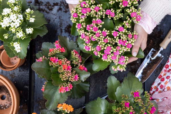 Trồng cây cảnh hút tiền trong nhà, làm 4 điều này lá to tròn, xanh bóng, càng nuôi càng giàu-13