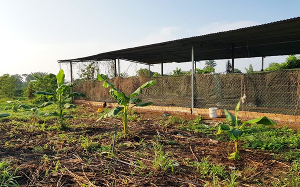 Đổ mồ hôi bỏ phố về quê làm nông rồi ôm đống nợ-2