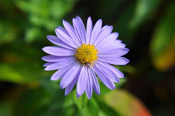 Tử vi ngày 12/5/2023 của 12 cung hoàng đạo: Sư Tử đừng quá áp lực, Bọ Cạp nên tự lượng sức-2