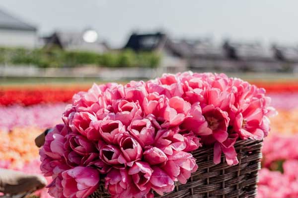 Tử vi ngày 12/5/2023 của 12 cung hoàng đạo: Sư Tử đừng quá áp lực, Bọ Cạp nên tự lượng sức-3