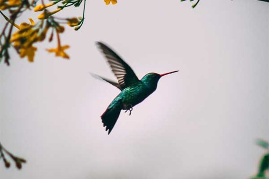 Chăm chỉ làm việc thiện, 4 con giáp vượng vận quý nhân, tháng 5 được mùa, tháng 6 bội thu