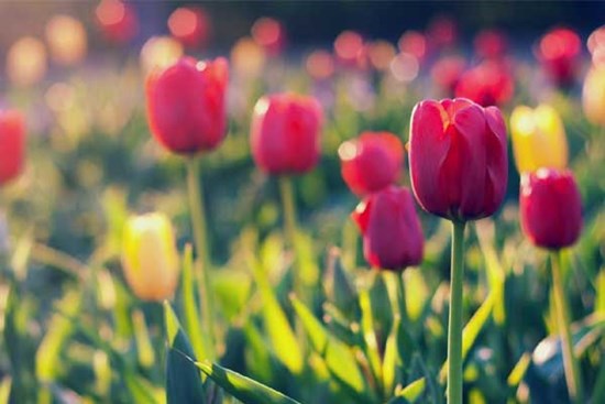 Tử vi ngày 13/5/2023: Tuổi Tỵ mọi đường thuận lợi, tuổi Ngọ có điềm tranh đấu