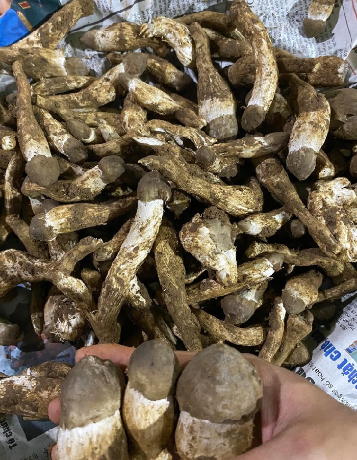 Siêu đặc sản” núi rừng vào mùa, giá đắt đỏ tới cả triệu đồng mỗi kg vẫn cháy hàng-3