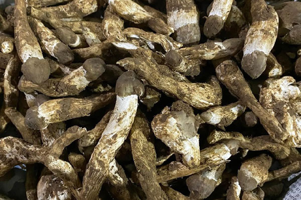 Loại quả ở Việt Nam giá rẻ bèo, sang nước ngoài thành đặc sản-3