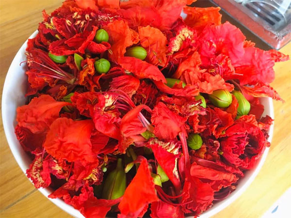 Cách làm gỏi gà hoa phượng, sau măng cụt, loại hoa này có thể cũng gặp hạn tam tai-2