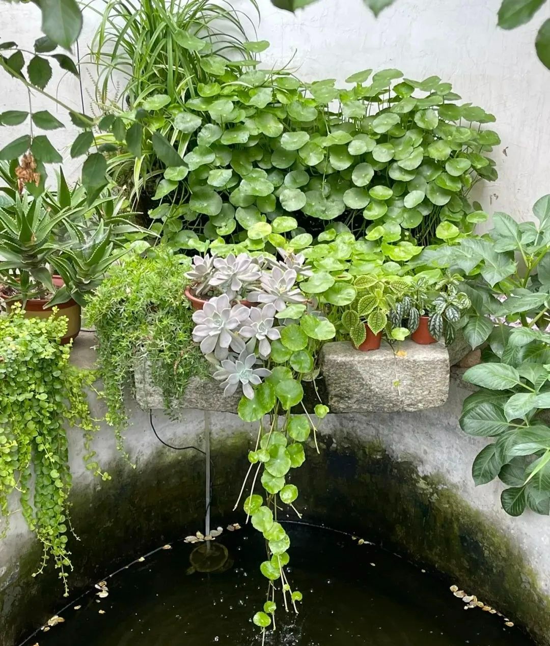 Trồng cây cảnh hút tiền trong nhà, làm 4 điều này lá to tròn, xanh bóng, càng nuôi càng giàu-1