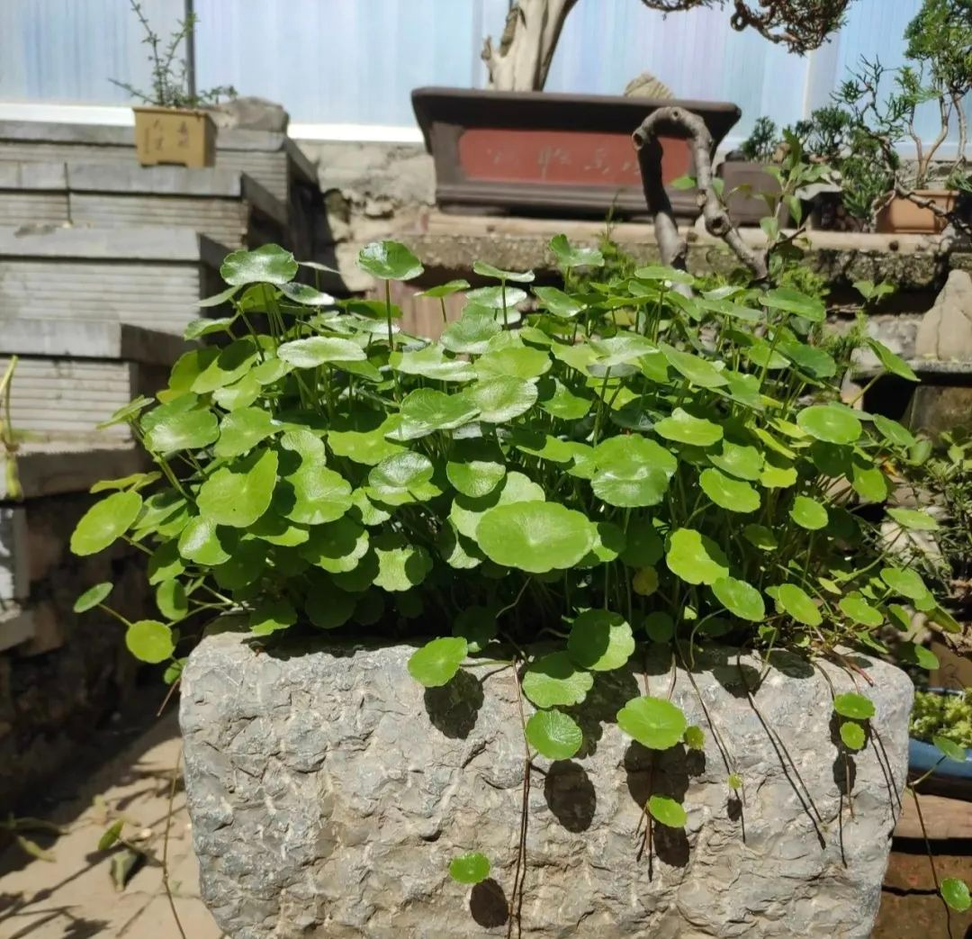 Trồng cây cảnh hút tiền trong nhà, làm 4 điều này lá to tròn, xanh bóng, càng nuôi càng giàu-3