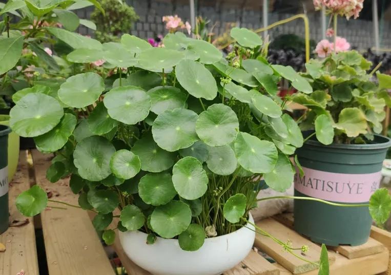 Trồng cây cảnh hút tiền trong nhà, làm 4 điều này lá to tròn, xanh bóng, càng nuôi càng giàu-4