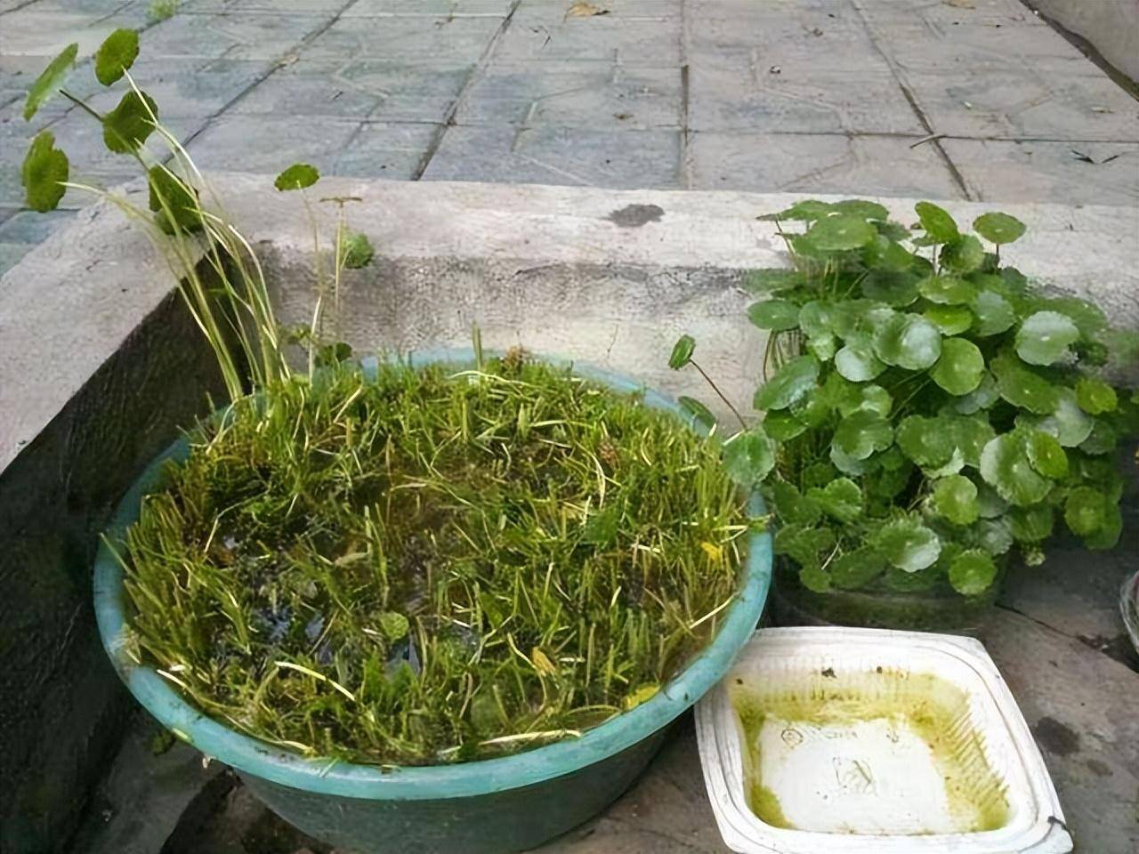 Trồng cây cảnh hút tiền trong nhà, làm 4 điều này lá to tròn, xanh bóng, càng nuôi càng giàu-10