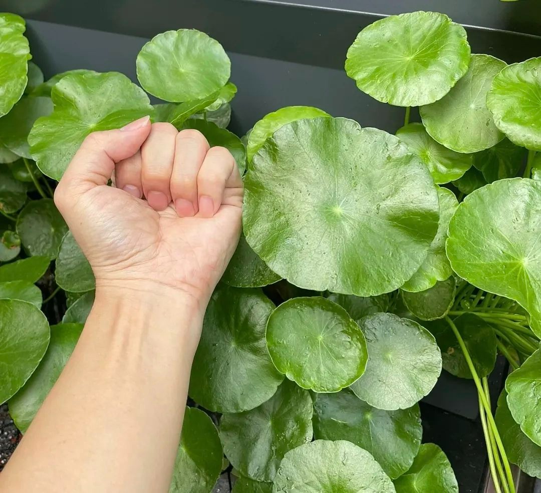 Trồng cây cảnh hút tiền trong nhà, làm 4 điều này lá to tròn, xanh bóng, càng nuôi càng giàu-11